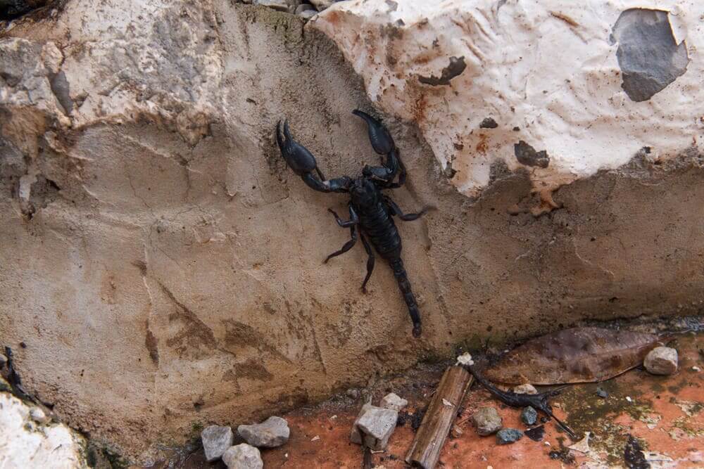 Can scorpions climb walls? | unraveling the Myth