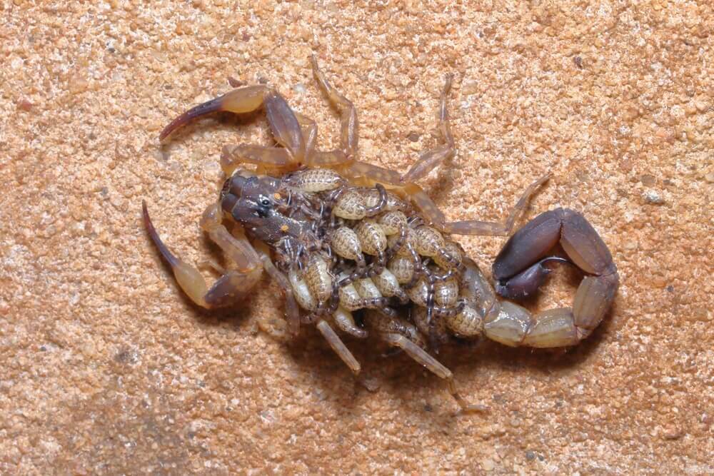 Do scorpions lay eggs?