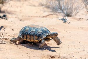 Do tortoises hibernate?